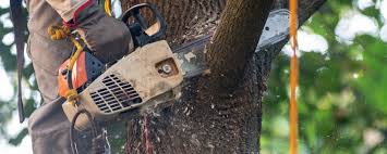 How Our Tree Care Process Works  in Mountain Iron, MN